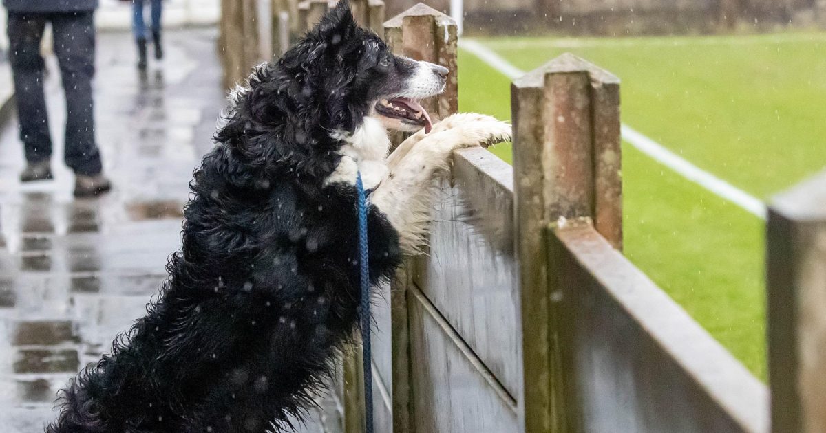 Black and white Welsh Border Collie stands on hind legs at the fence around a football match watching the players